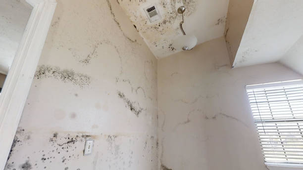 Best Water Damage & Mold Remediation  in Monette, AR