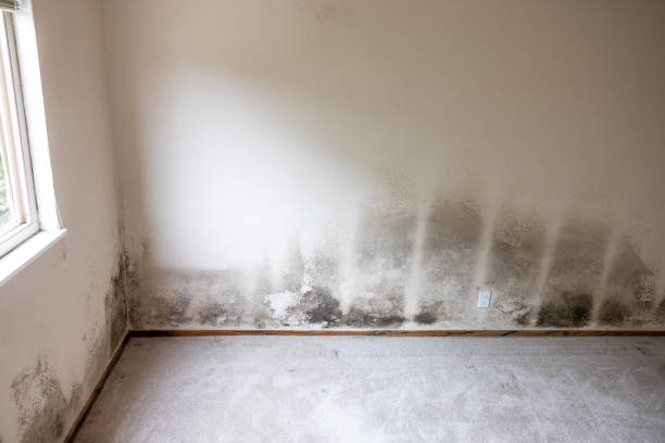 Best Biohazard Mold Removal  in Monette, AR