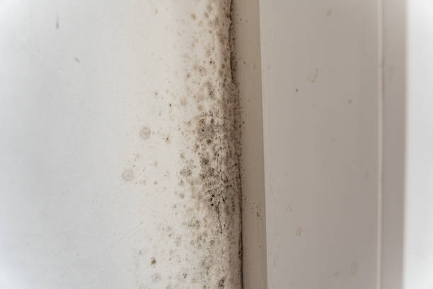 Mold Removal