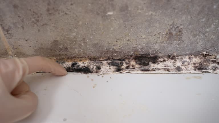 Best Black Mold Removal  in Monette, AR